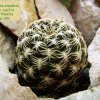 Sulcorebutia_ breviflora ssp.laui  _Lau314 (white flowers)_ 01